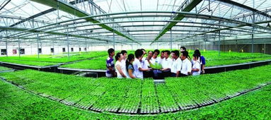 濰坊蔬菜 農業種植技術的創新與發展